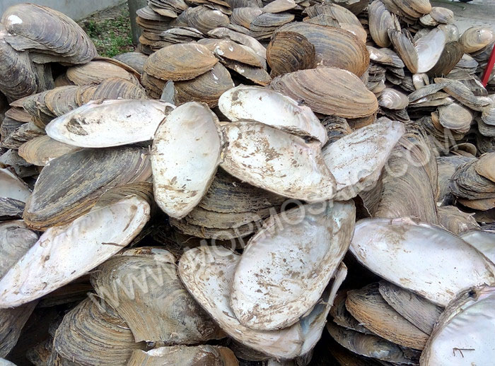 above 28cm super pure white chinese river shell raw materials