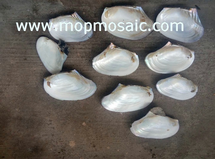 18-24cm chinese freshwater river shell raw material