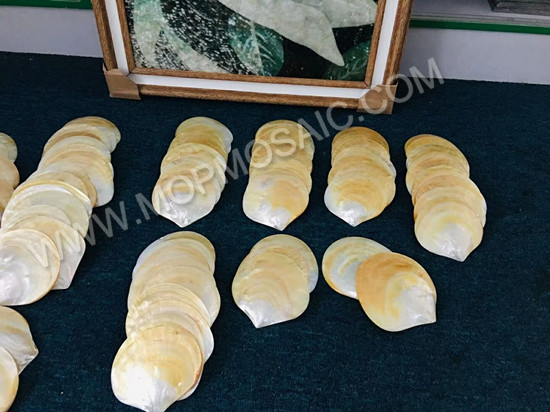 Highly polished natural yellowlip mop shells for home decoration arts