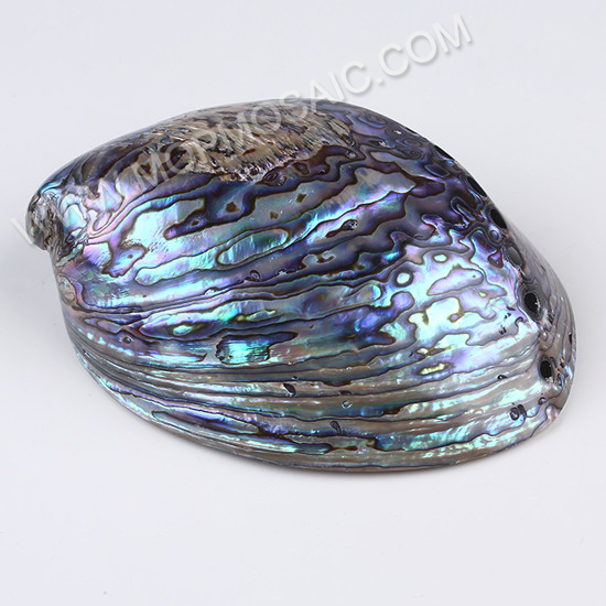 Polished shiny natural abalone and paua shells for aquarium home decoration arts