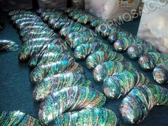 large polished abalone shells for soap dish or home decoration arts